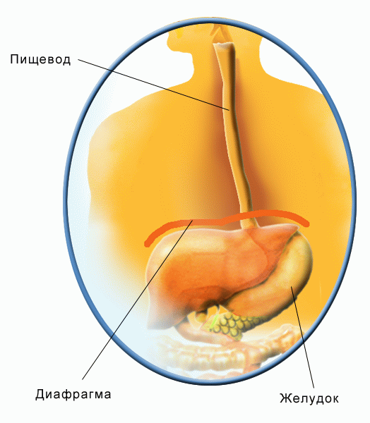 Поступление пищи в пищевод. Из пищевода пища попадает в. Кардия пищевода анатомия.