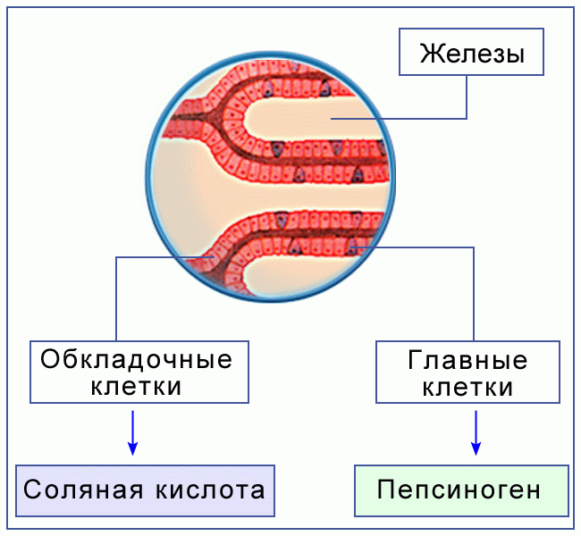Клетки пищеварительных желез. Что выделяют клетки желудка. Железы слизистой оболочки желудка. Обкладочные клетки желез желудка вырабатывают. Таблица клетки желудка.
