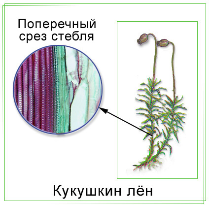 Рассмотрите рисунок опишите размножение кукушкиного льна