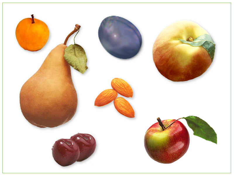 Плоды жизни дети. Плод. Плоды и семена. Семейство розоцветных фрукты.