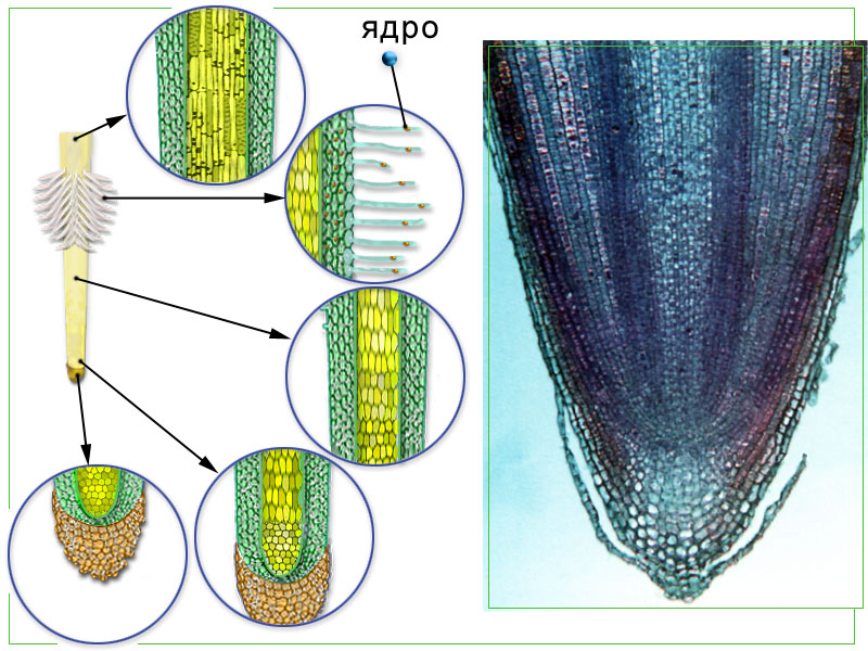 Рисунок кончика корня под микроскопом
