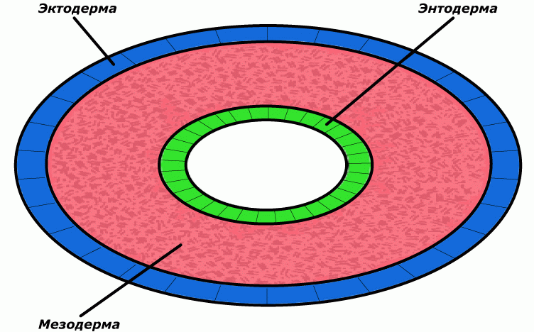 Кольцевой слой. Схема поперечного среза плоского червя. Слои тела плоских червей. Эктодерма энтодерма мезодерма у червей. Эктодерма мезодрема и эндодерма у плоских червей.