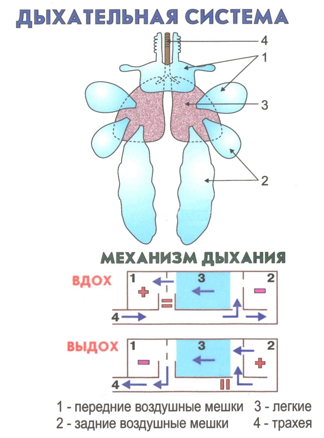 У рептилий двойное дыхание