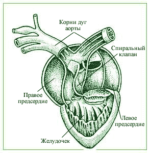 Схема строения сердца амфибий